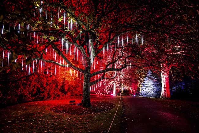 Christmas at the botanics, (c) Wullie Marr Photography