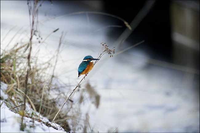 Kingfisher in winter - Scottish Canals, Winter Dec 2012 ©Peter Sandground