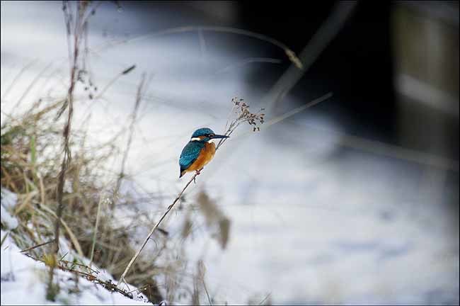 Kingfisher in winter