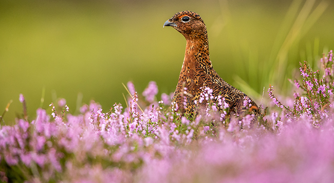 Scottish grouse