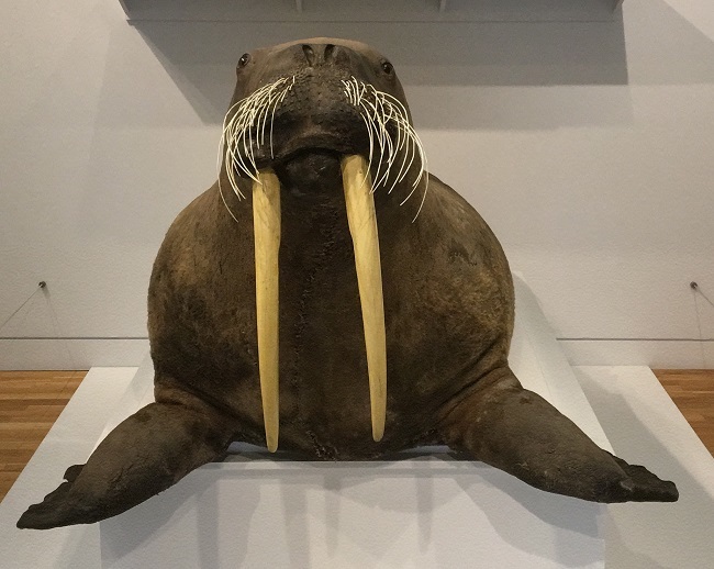 The giant walrus has been named Marmalade