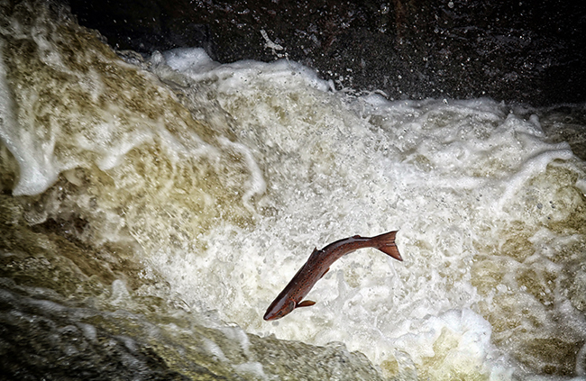 It is illegal to fish for salmon and sea trout on a Sunday in Scotland