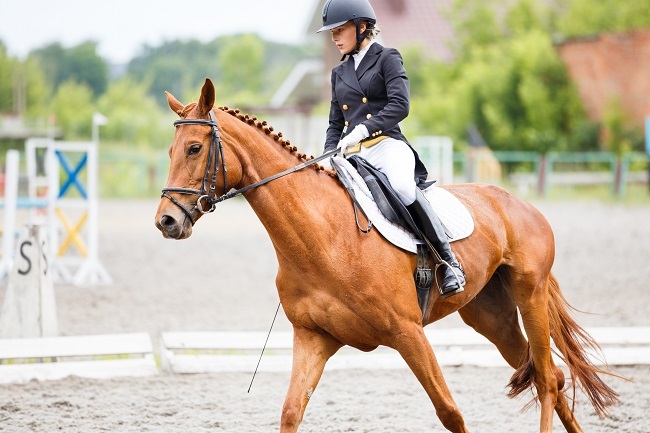 The National Equestrian Awards are looking for nominations for this year's competition