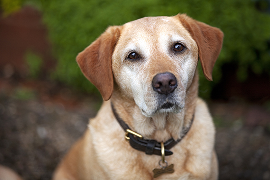 LAbrador dog