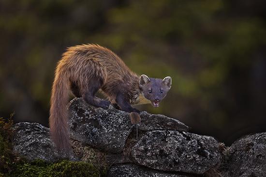 Lenny Smith's image of the pine marten, with its mouse 