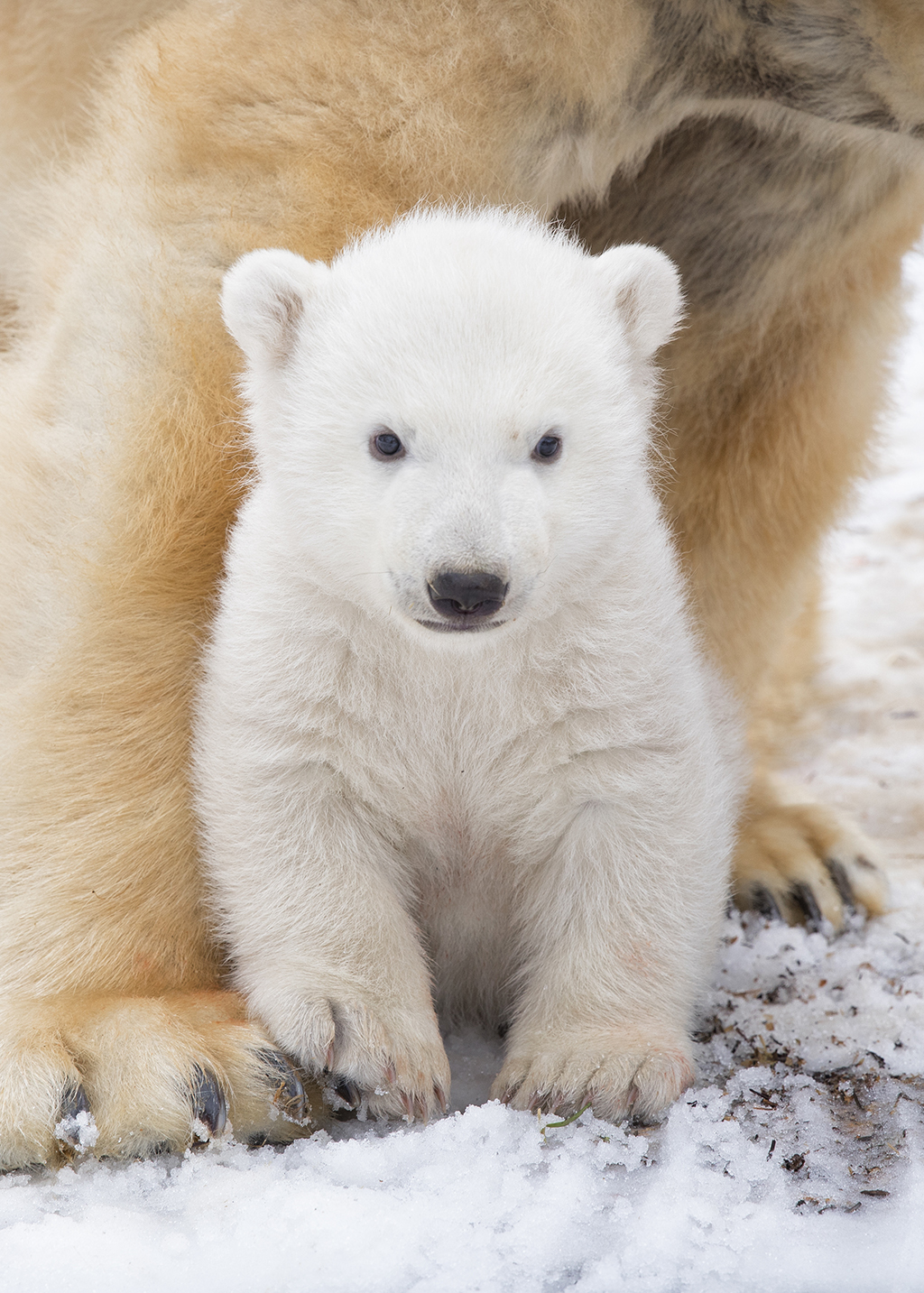 The polar bear cub was born in December