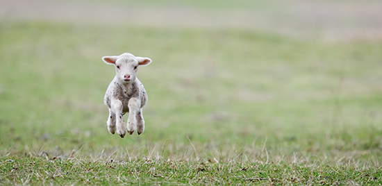 A spring lamb
