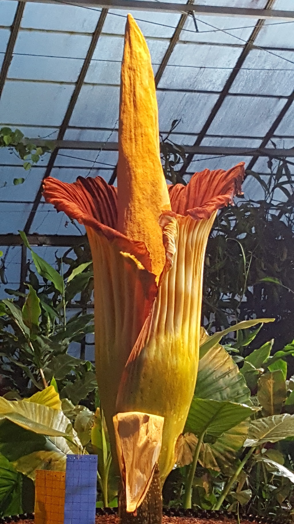 The Amorphophallus Titanum in Edinburgh