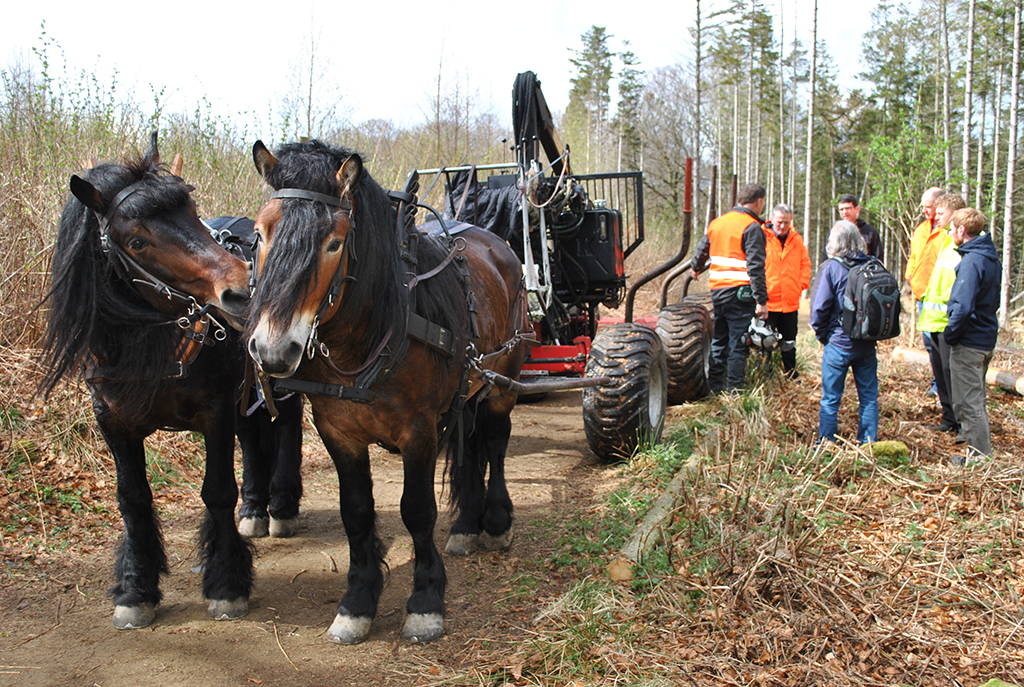Demonstrations of horse logging were given to residents and school children this week