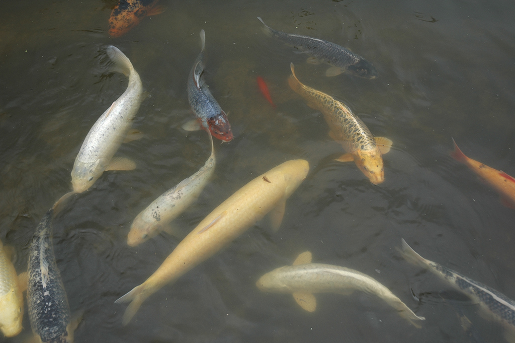 Koi carp in the walled garden