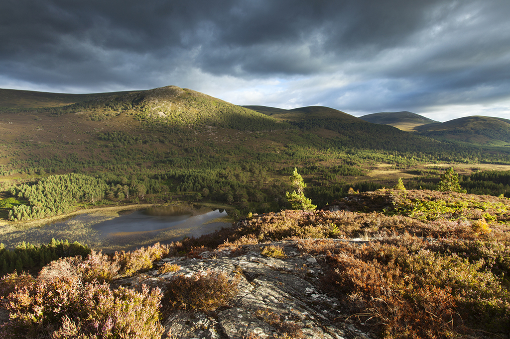 Forested landscape, Scottish Highlands © Mark Hamblin medium
