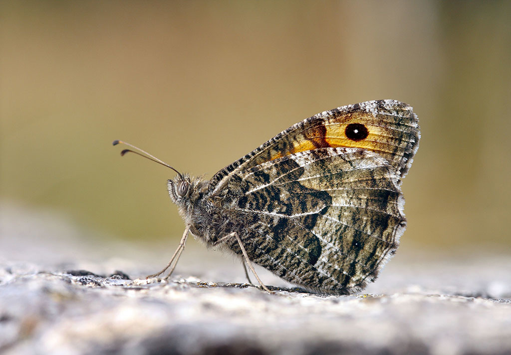 Grayling butterflies in are severe decline in Britain