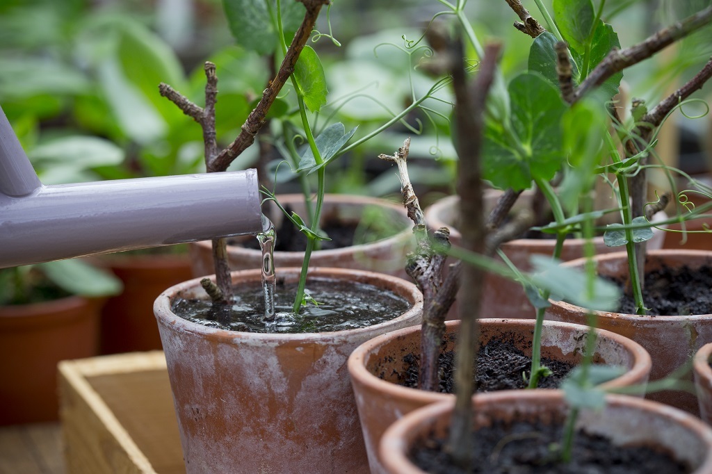 We've got some handy hints on how to go delicious peas, courtesy of Dobbies