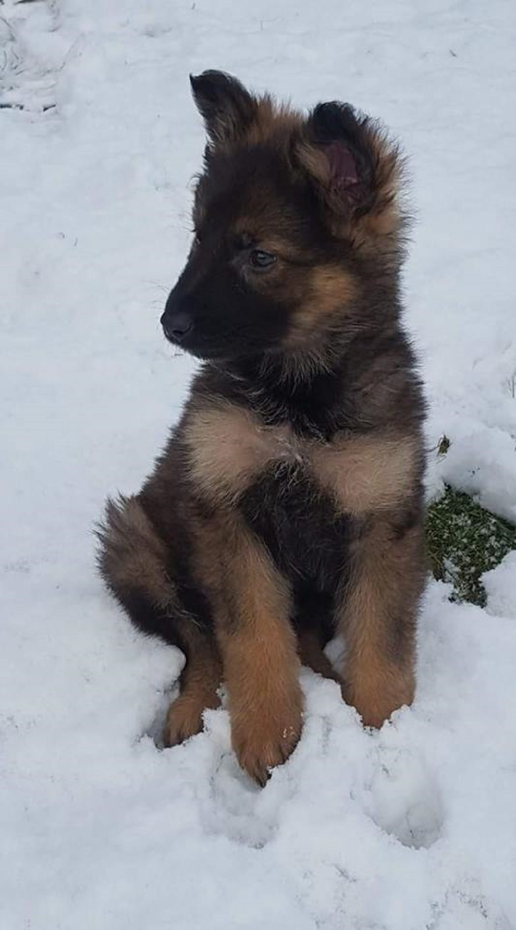 Police dog puppy Otto is coming to meet sick children in Edinburgh