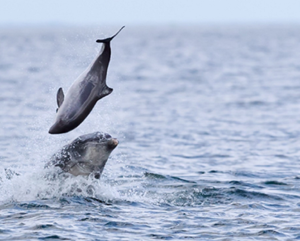 A porpoise being flipped into the air by a bottlenose dolphin in the Moray Firth (Photo: Jamie Muny) 