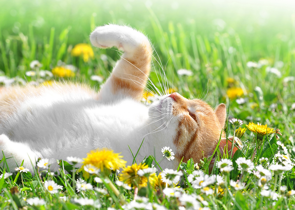 We've got some top tips to help your cat enjoy the garden this summer