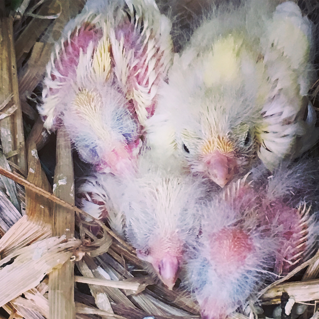 The canary chicks