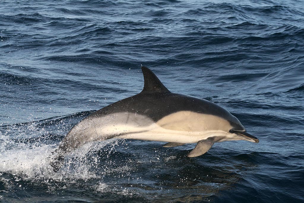 Common dolphin copyright Dr. Conor Ryan