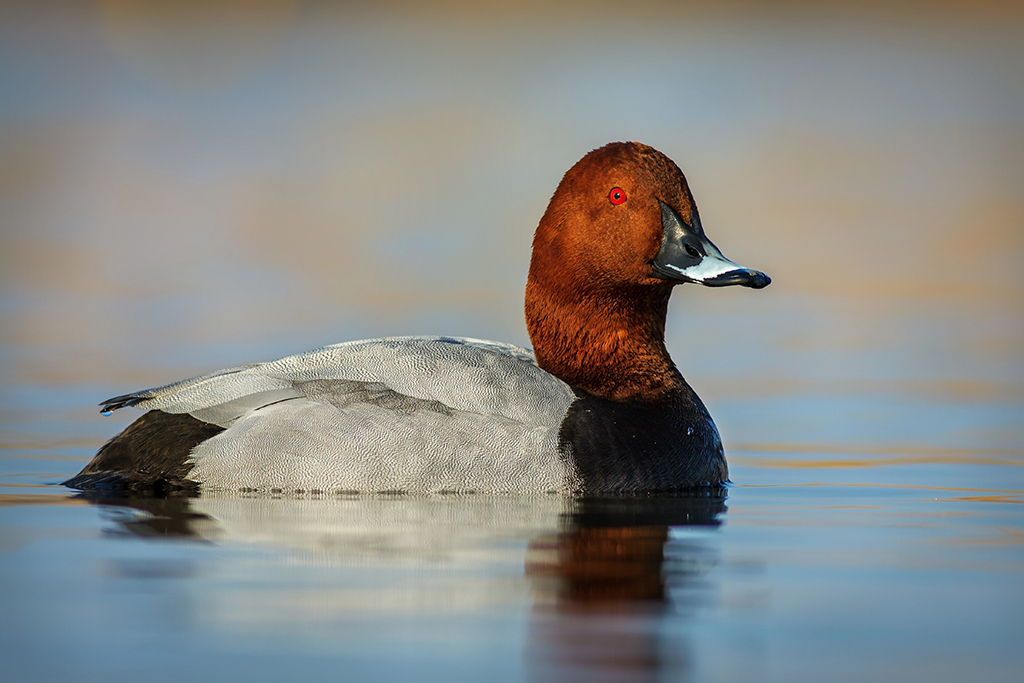 A male common pochard, a duck species in danger of extinction