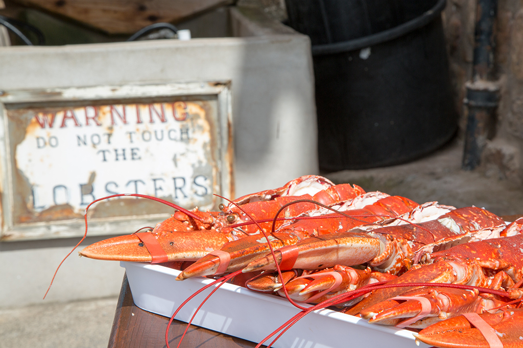 The seafood spectacular is a new part of the Crail Food Festival
