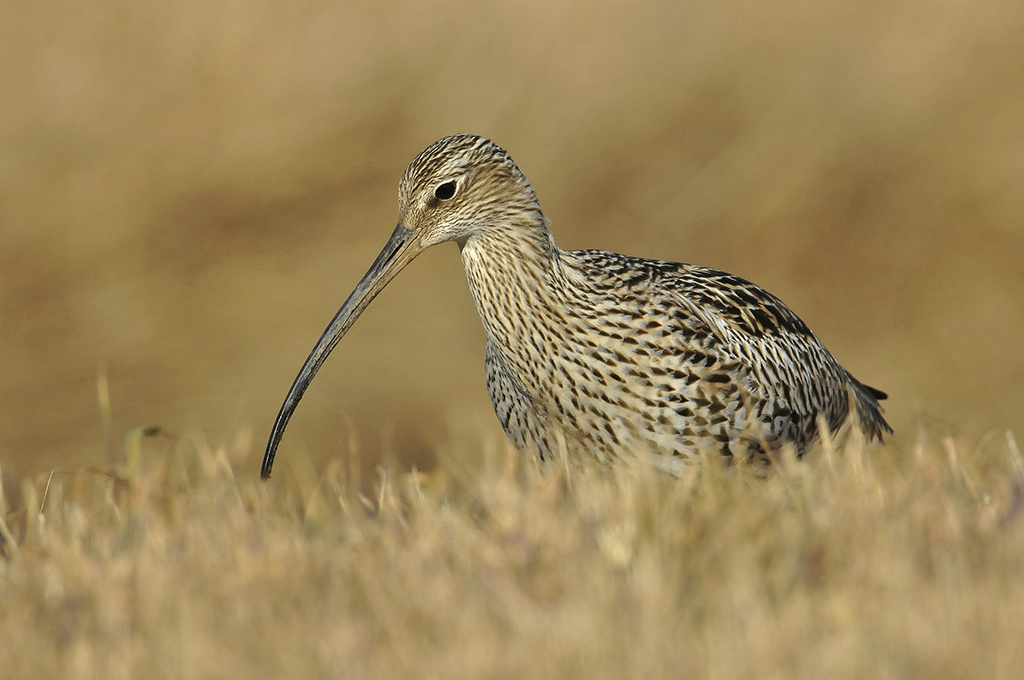 A curlew on the moors
