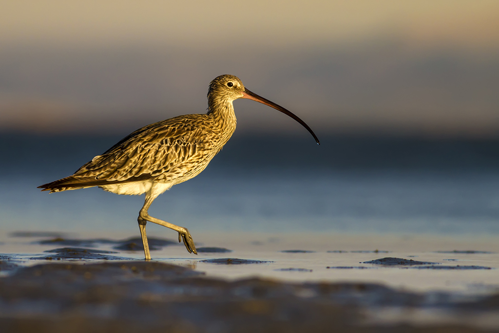 A curlew