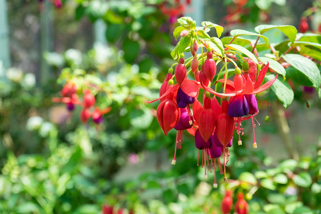 Beautiful Fuchscias