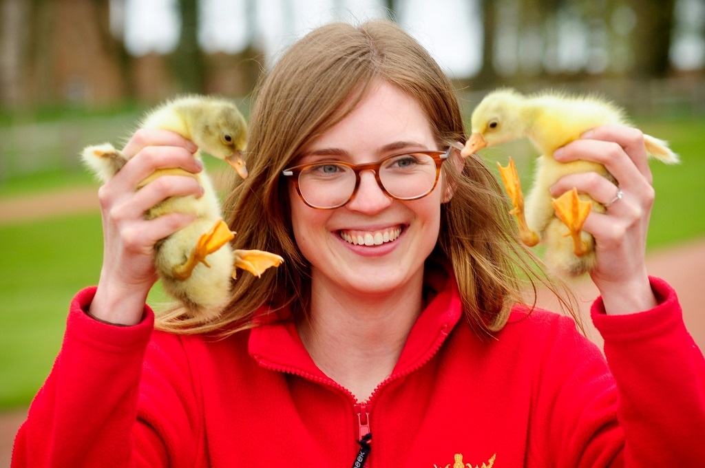 Jenni Henderson with goslings at Dumfries House