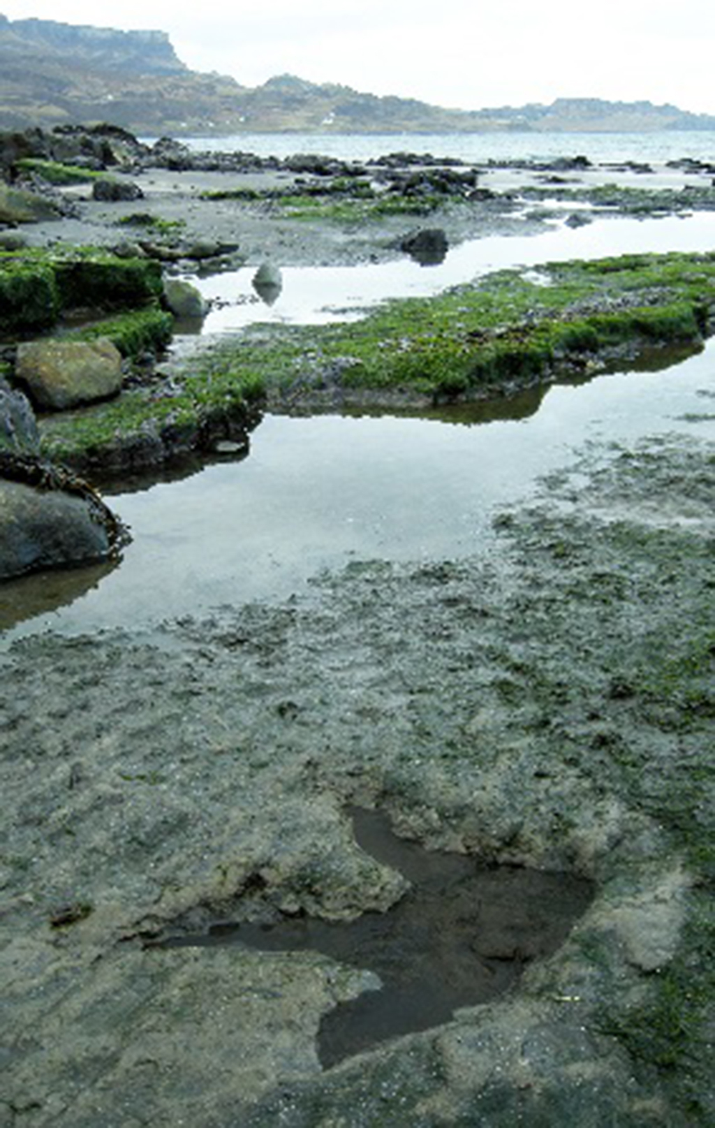Dinosaur footprints on Skye