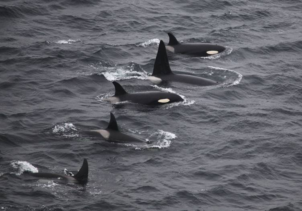Killer whales photographed from the land during the 2018 Orca Watch. (Photo: Colin Bird/ Sea Watch Foundation)