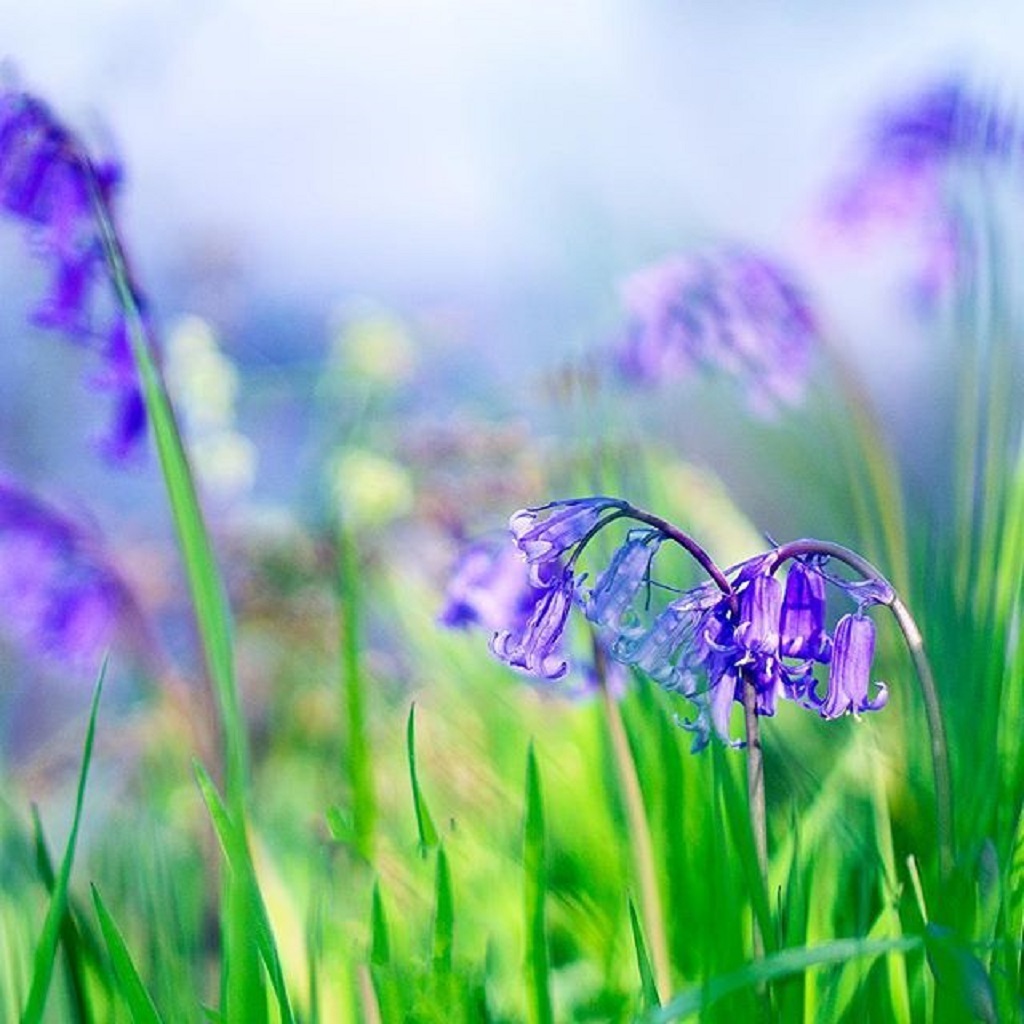 Beautiful bluebells from PhotoArgyll