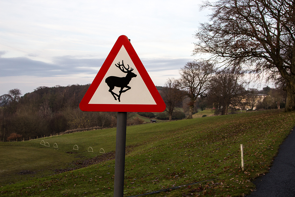 Motorists are being warned to watch out for deer on the roads