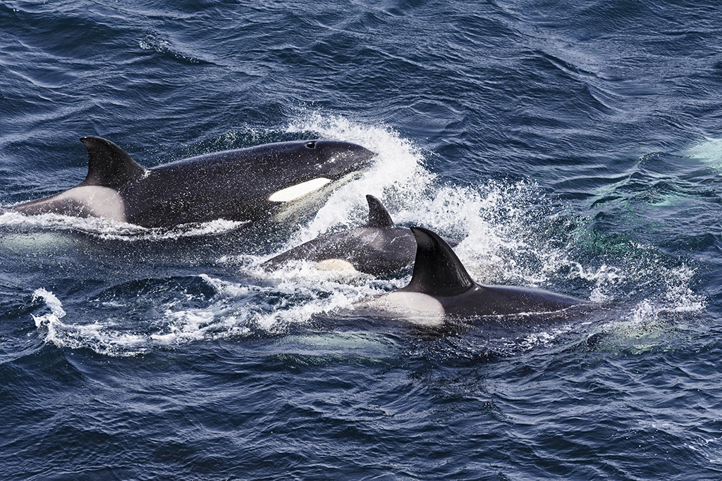 Killer whales have been spotted off the coast of Shetland