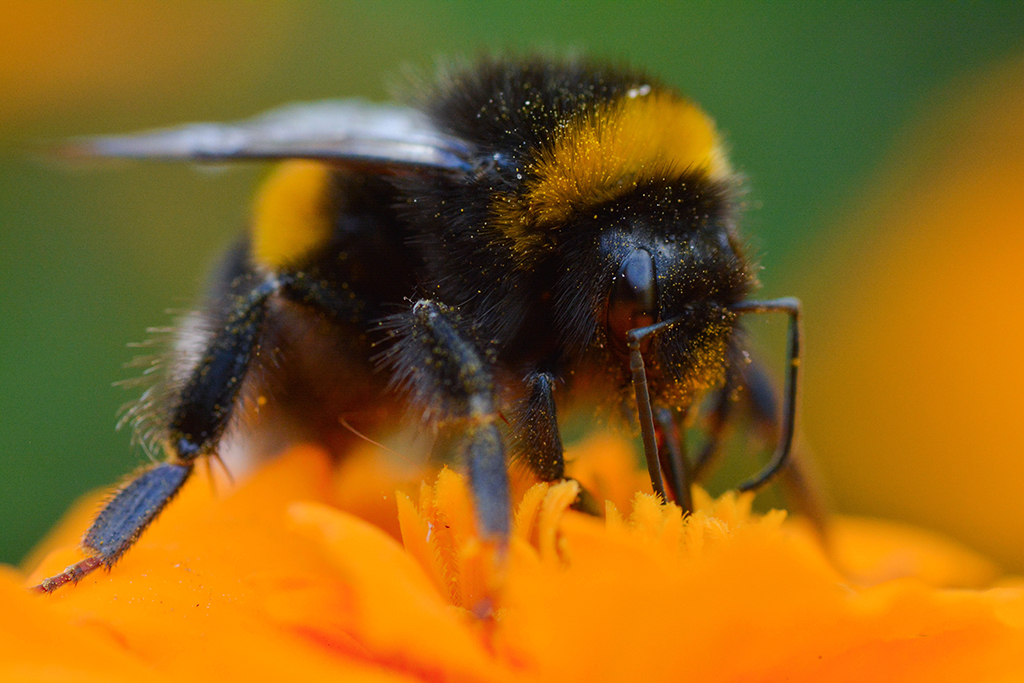 Visitors can see bees on the Pollinator Safari