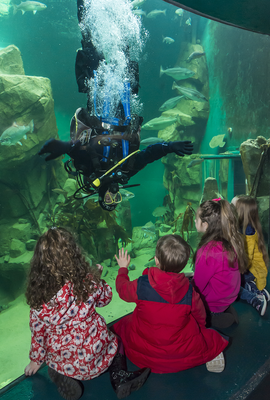 An upside down diver entertains children at Macduff Aquarium