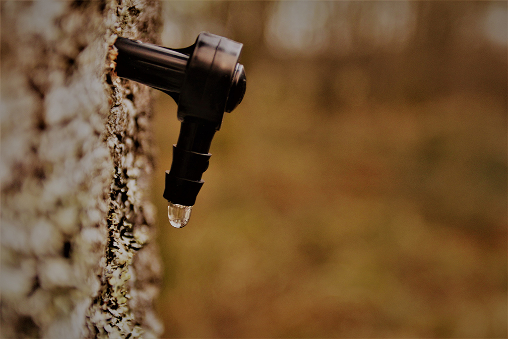 Birch sap is collected like maple syrup