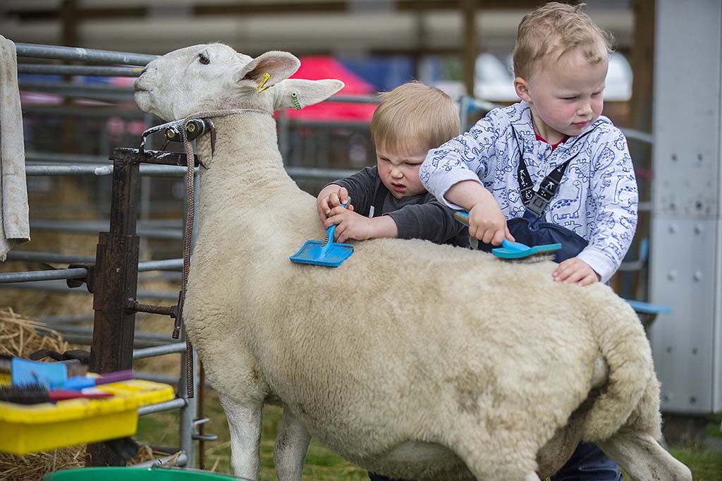 Freddie and Patrick Dodgworth with their dad's North Country Cheviot