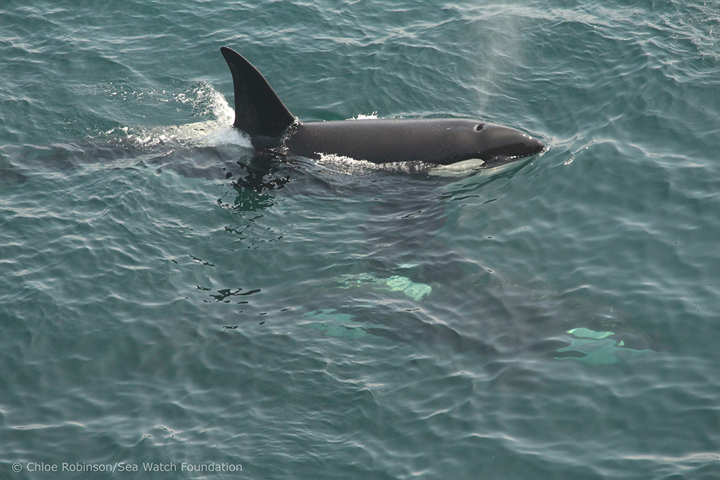 Orcas sighted at Duncansby Head (Photo:  Chloe Robinson/Sea Watch Foundation)