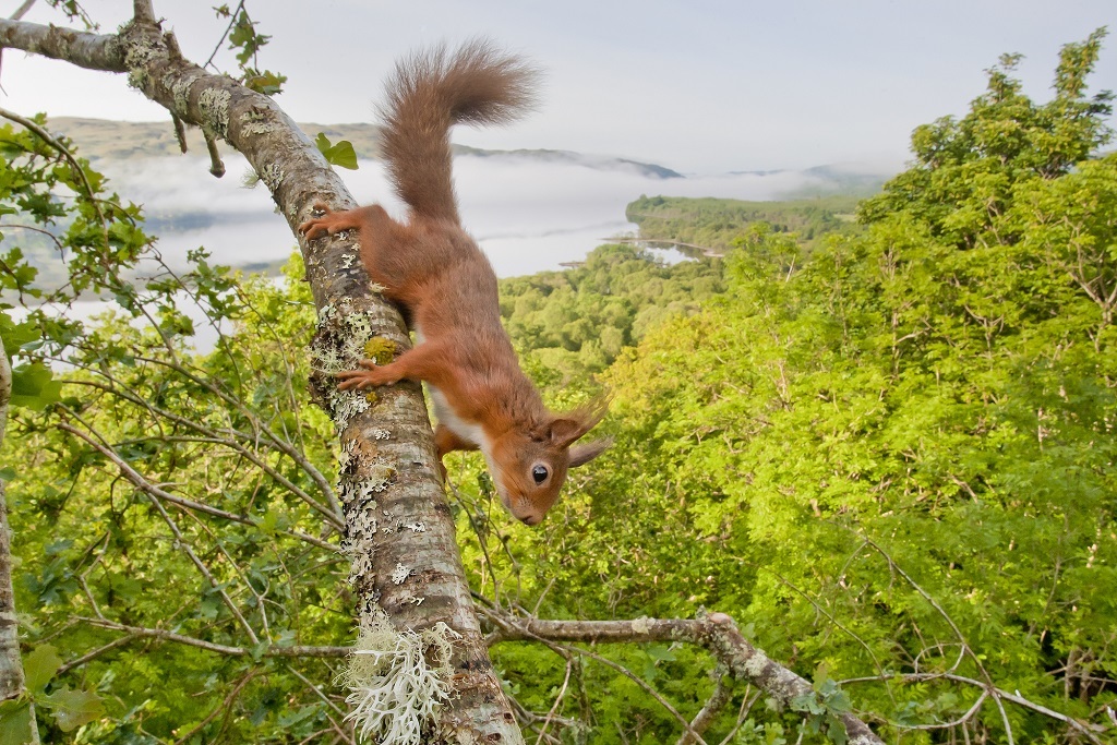Red Squirrel (Sciurus vulgaris) in oak west coast woodland