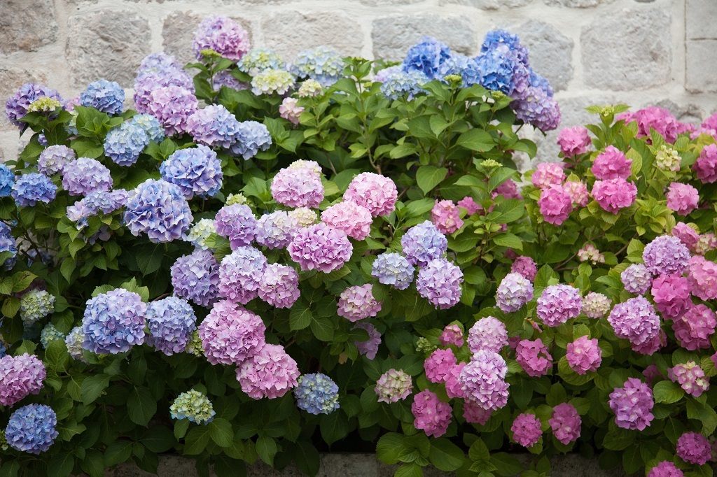 Colourful hydrangeas