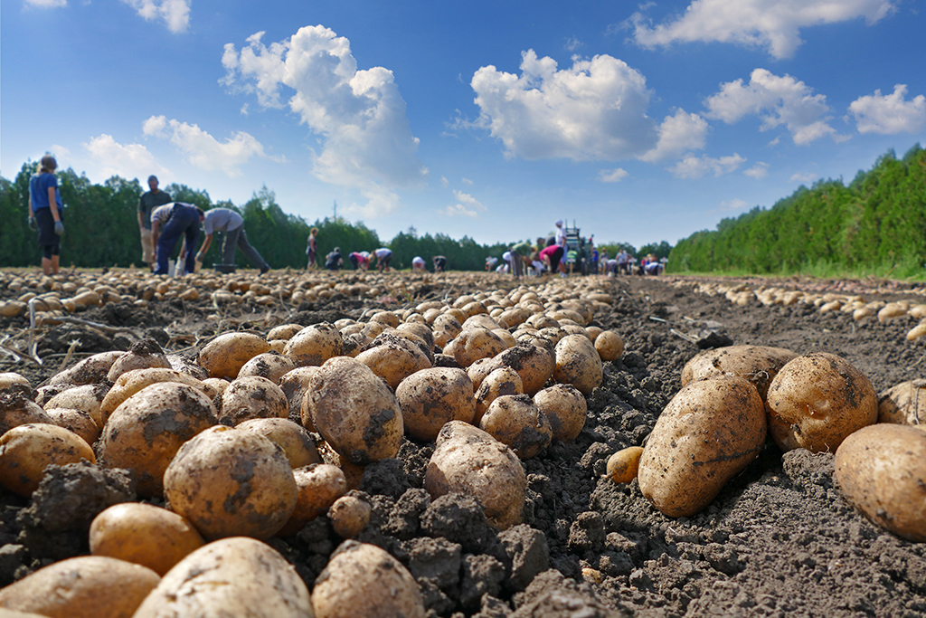 Tattie week - see number 7!