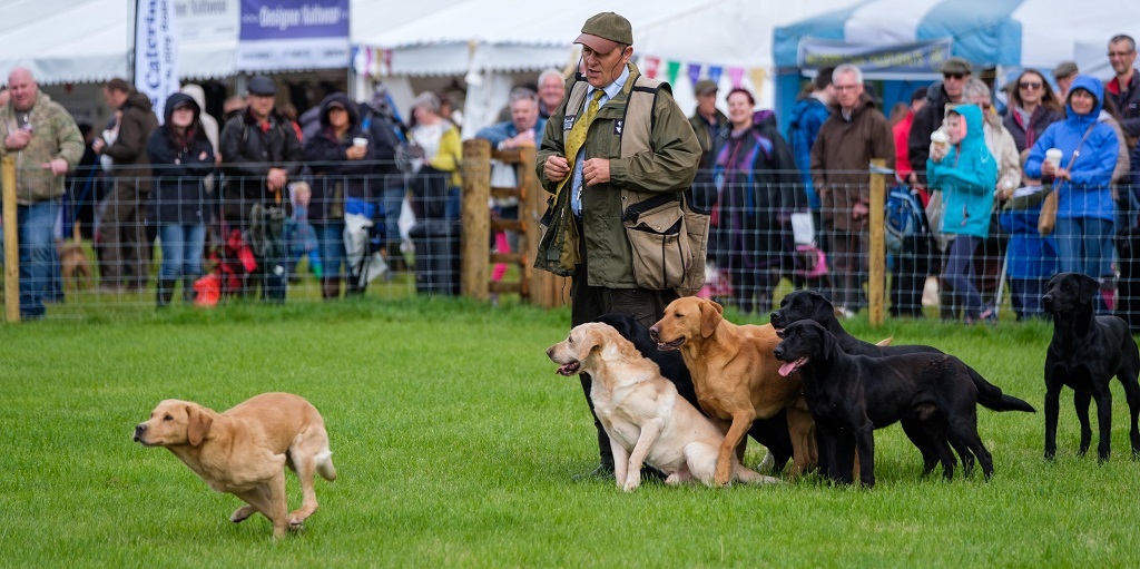 John Halstead with his champion Labradors