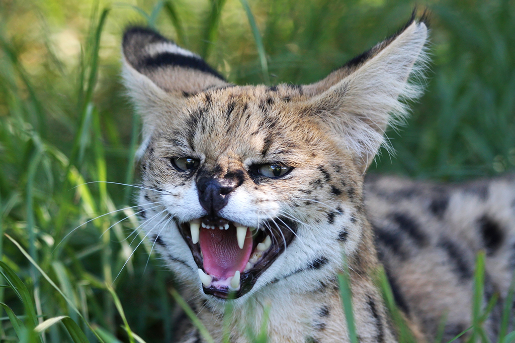 A Serval wild cat is being kept in Scotland
