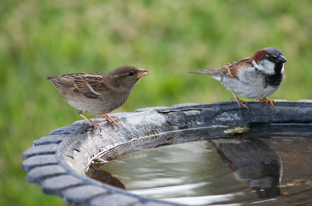 birds on bird bath