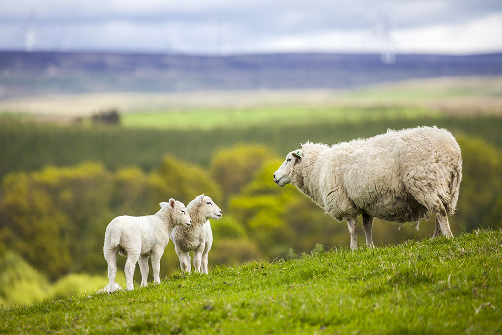 The National Sheep Association fears that UK sheep would be preyed upon by the lynx