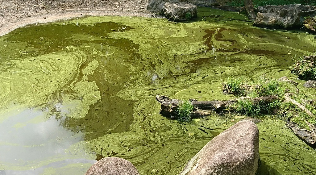 Help is wanted to record sightings of blue-green algae, which are also known as ‘cyanobacteria’