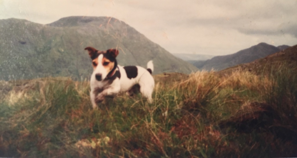 Charlie's old family terrier Sam in the Highlands, which inspired his writing