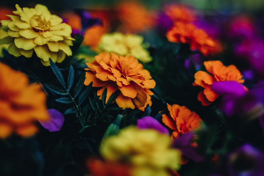 Chrysanthemums (Photo: Luis Villasmil/Unsplash)