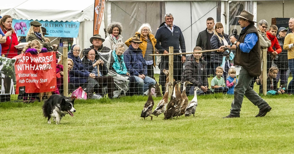 The Galloway Country Fair's dog and duck show