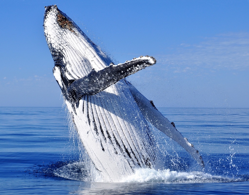 A  humpback whale was seen in the North Sea off the Aberdeenshire coast